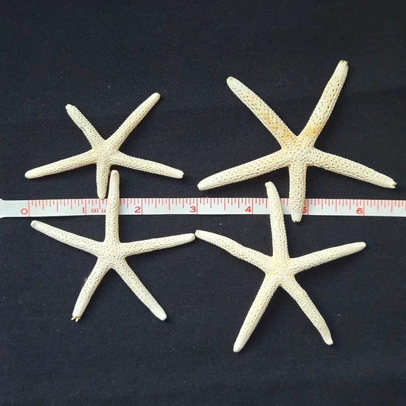 Unique Natural Seashell Collection-30yo Rare Hawaiian & 20yo Floridian, 2"-4.5" - Picture 14 of 15